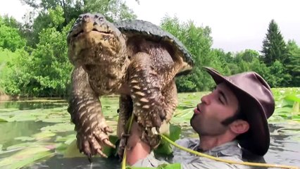 Dragon Tails - Official Series Trailer