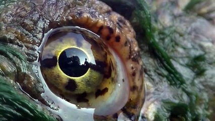 Dragon Tails - SPRING IS COMING...