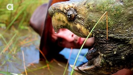 Giant Snapping Turtles! - Dragon Tails Episode 8