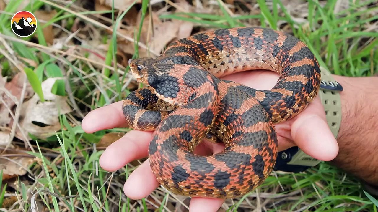 Hognose Snake - Will It Bite!