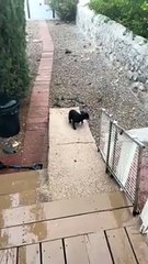 Pug Puppy Experiences Rain for the First Time