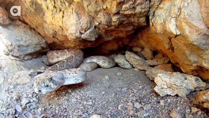Rattlesnake with Double Fangs!