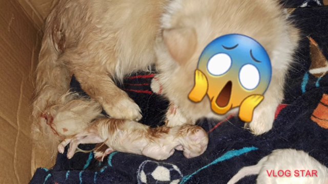 Cat Giving Birth To Kittens || Persian Cat Giving Birth Dead Kittens || TayYaba Vlogs