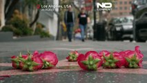 شاهد: المعجبون يضعون الورود في ممر المشاهير في لوس أنجلس تكريما لتينا تورنر