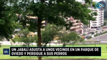 Un jabalí asusta a unos vecinos en un parque de Oviedo y persigue a sus perros