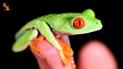 World's Most Famous Frog!