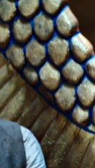 Stargate origins l'ultime échec ?