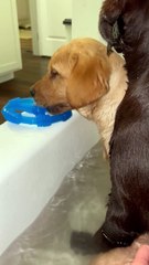 When Your Puppies Won't Let You Bathe in Peace