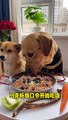 Schattige hondenavonturen: Een kleine hond en zijn grote vriend met een bril op (SnapDouyin - snapdouyin.app)