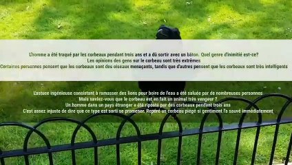 Le gars a été "poursuivi" par des corbeaux pendant 3 ans et a dû sortir avec un bâton. Quel genre de haine est-ce ?