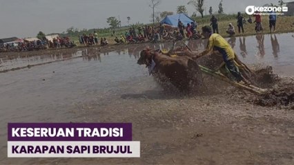 Keseruan Tradisi Karapan Sapi Brujul di Kota Probolinggo