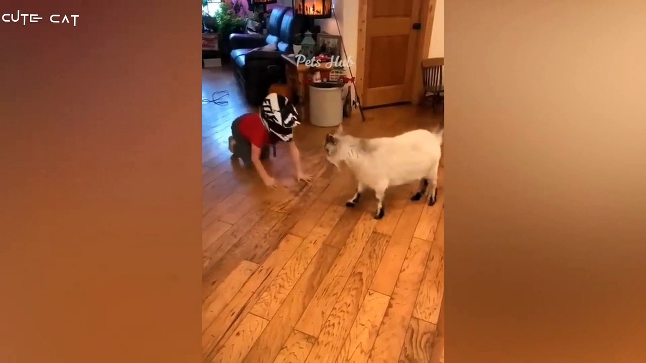 Cute cat funny comedy video
