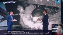 Météo des hirondelles: Matthieu Orphelin, directeur général de la LPO, dresse 