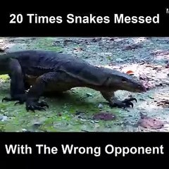 Snake messes with the wrong prey