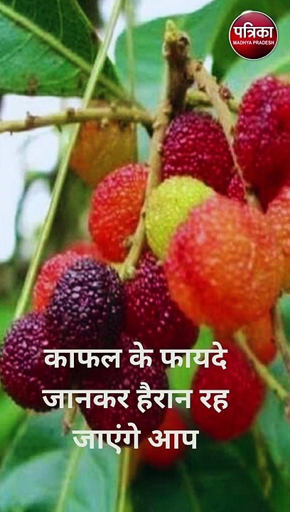 काफल के फायदे जानकर हैरान रह जाएंगे आप
