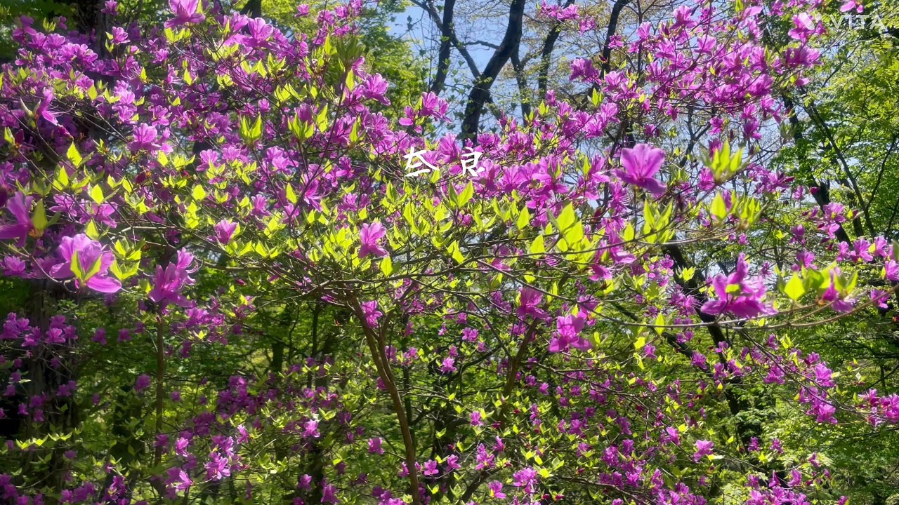 Nara Mt.Kathuragi