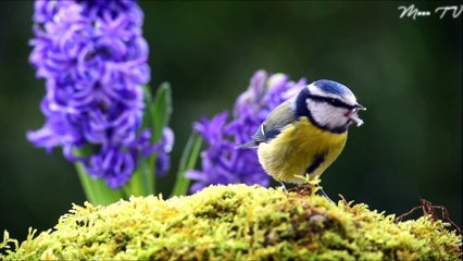 Mindfulness Meditation for Positive Thinking