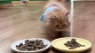 Kittens Eating Food | Kittens Funny Moments | Cute Pets | Funny Animals |Animals Funny Moments #cats
