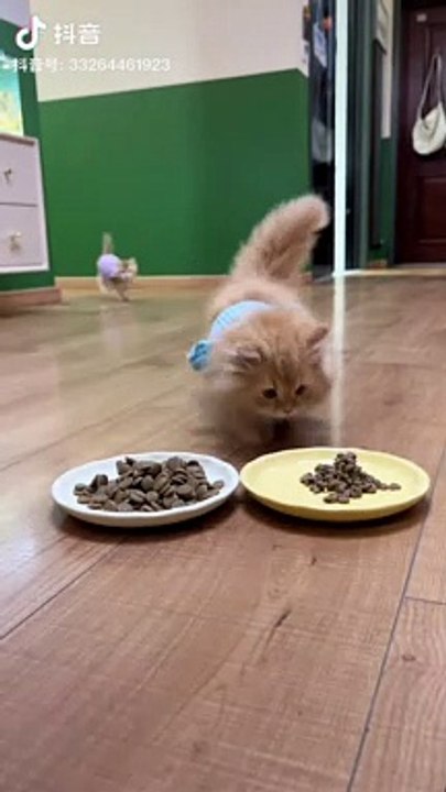 Kittens Eating Food | Kittens Funny Moments | Cute Pets | Funny Animals |Animals Funny Moments #cats