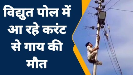 जालौन: करंट की चपेट में आकर गाय की हुई मौत