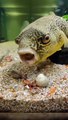 Fish Eating Seashell | Hungary Fish | Animals Funny Moments | | Cute Pets | Funny Animals #fish