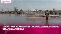 Tradisi Unik Jelang Musim Tanam Padi di Probolinggo, Kerapan Sapi Brujul