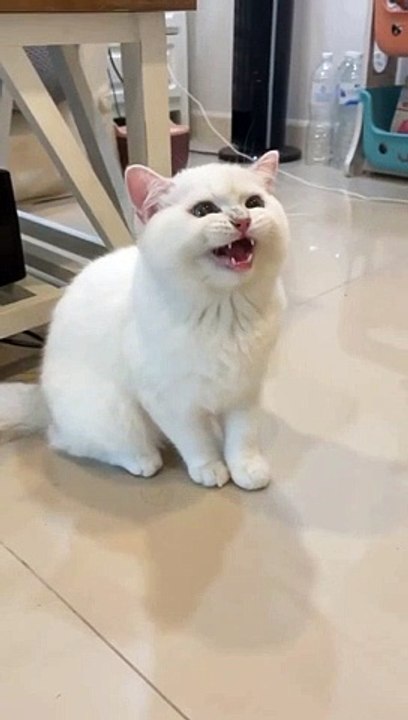 singing cat || funny video