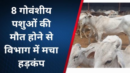 संभल: प्रशासन की बड़ी लापरवाही, गौशाला में 8 गोवंश की मौत