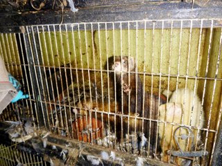 Shocking bodycam video shows 167 animals crammed in cages at filthy house