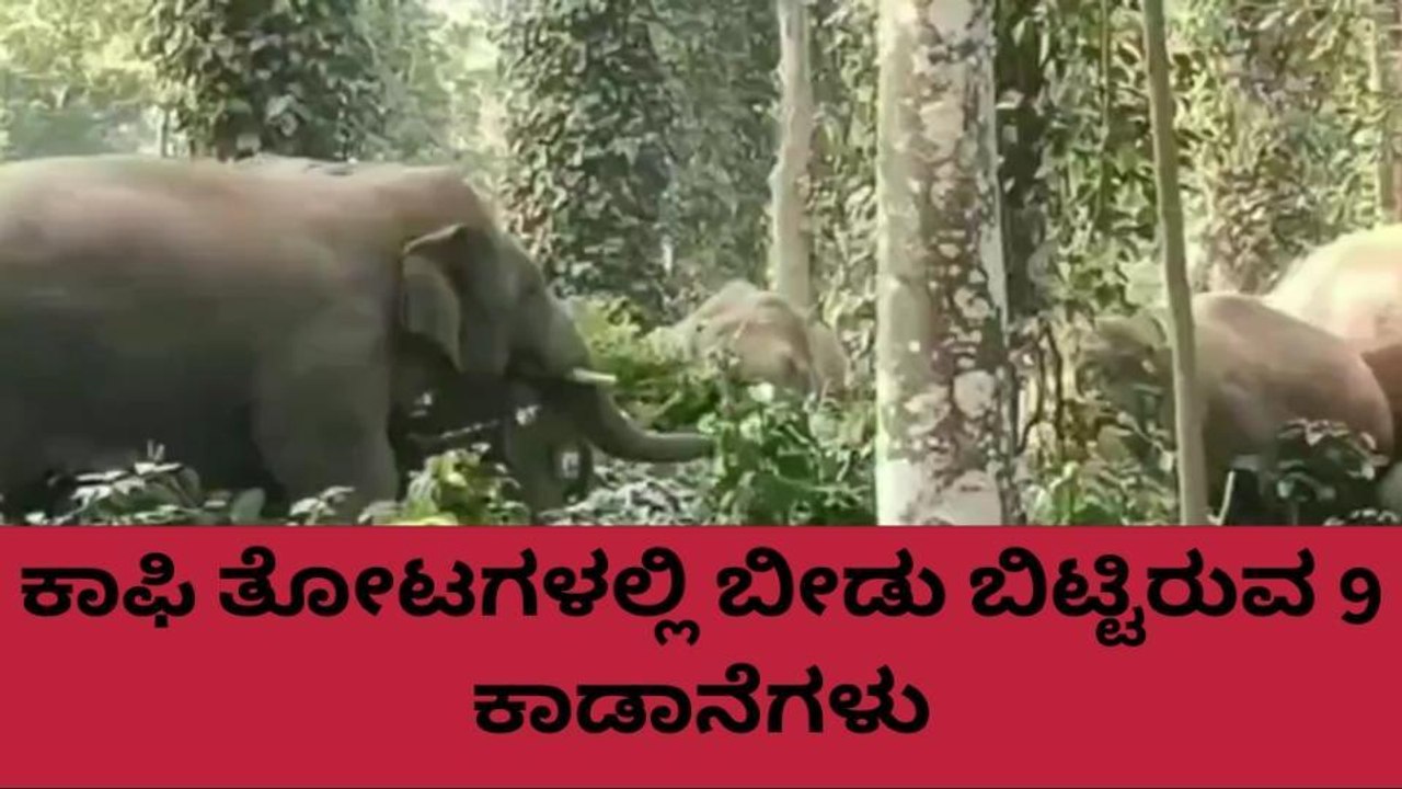 ಕೊಡಗು: ದುಬಾರೆಯತ್ತ ತೆರಳಿದ 5 ಕಾಡಾನೆಗಳು