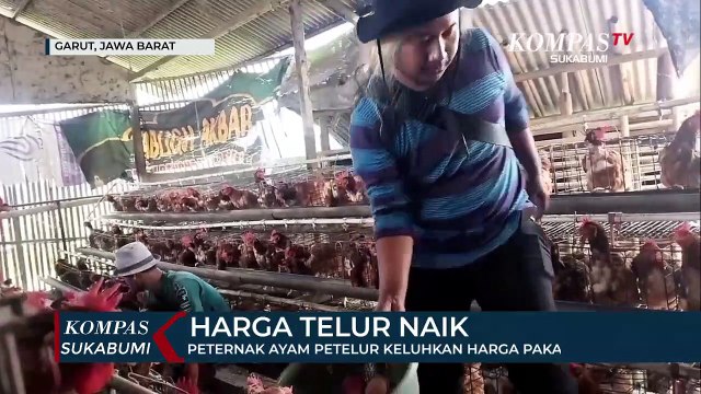 Peternak Ayam Petelur Keluhkan Harga Pakan Yang Tinggi