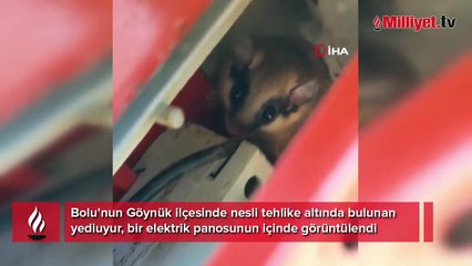 Nesli tehlike altındaki yediuyur Bolu'da görüntülendi