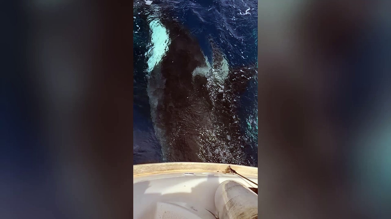 British couple relive terrifying moment they were attacked - by killer whales