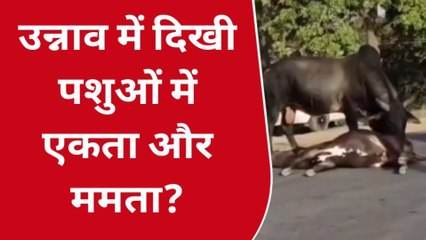 हरदोई: एक दर्दनाक मौत पर सड़क जाम, ऐसी एकता देख सब हैरान परेशान