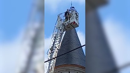 Les pompiers de Bruxelles libèrent un jeune faucon pèlerin