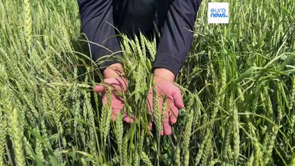 Грузия: российская мука заместила местную