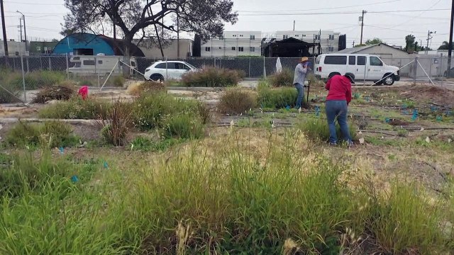 Fungi and plants clean up California pollution