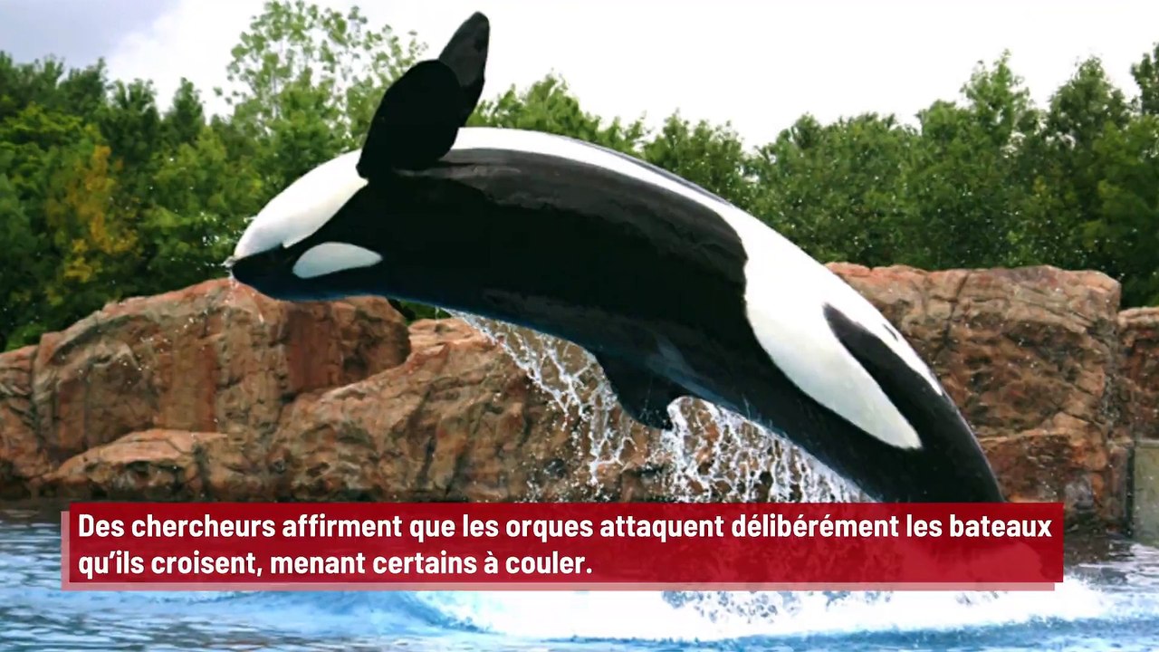 Les orques attaquent délibérément les bateaux selon une étude !