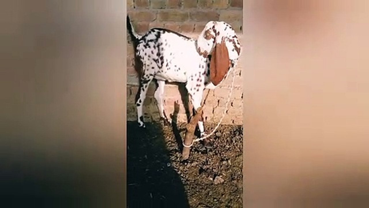 Beautiful Goat in the world dailymotion video.