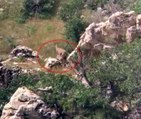 Siirt'te yaban keçisi, yavrularını emzirirken görüntülendi