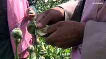 المزارعون الأفغان يعانون في ظل تطبيق طالبان حظر زراعة الخشخاش