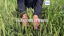 En Géorgie, les agriculteurs s'inquètent d'avoir un excédent de blé, impossible à vendre