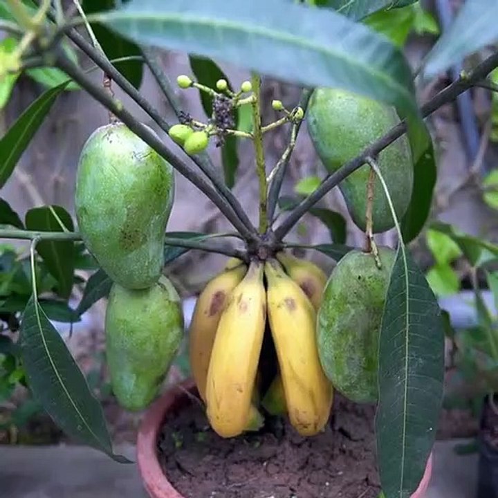 Home Gardening | Dailymotion