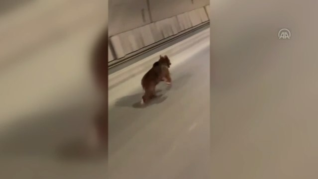 Rize'de tünelde koşan ayı cep telefonuyla kaydedildi