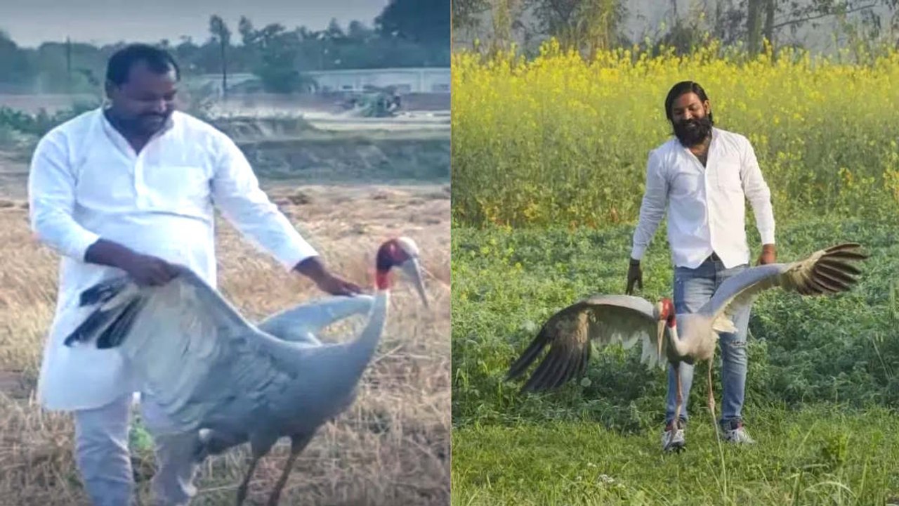 Amethi के आरिफ के बाद अब Mau से सामने आई रामसमुज और सारस की दोस्ती, क्या इसका भी होगा वही अंजाम?