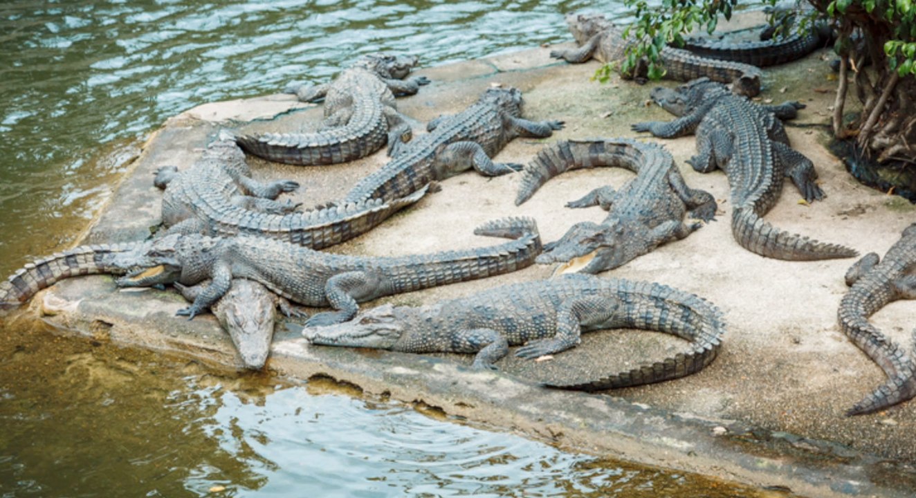 Kambodscha: Mann wird von rund 40 Krokodilen zerfetzt