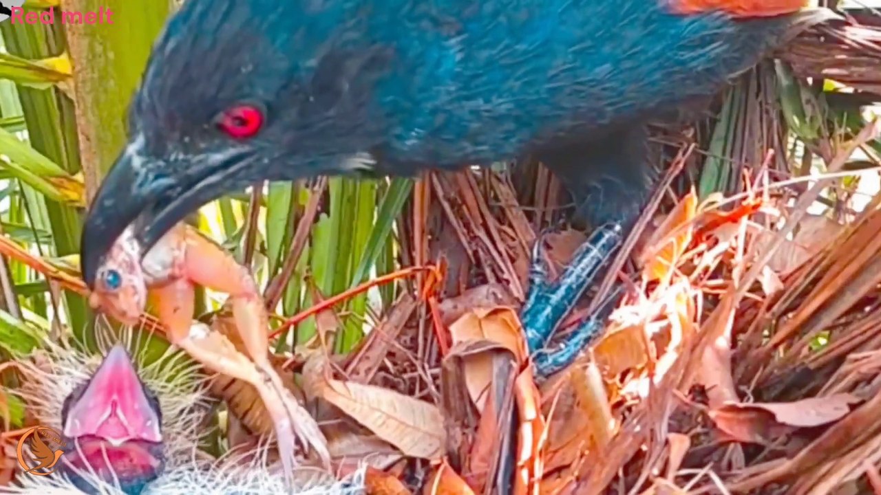 It's really bad! Mother bird mistook a baby bird for food and brought it back for baby bird