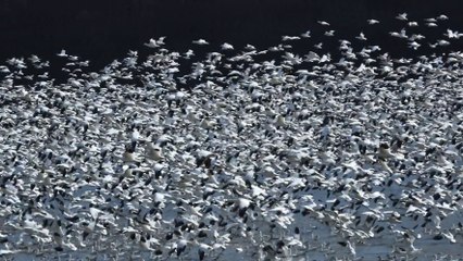 Mesmerising Moment 100,000 Snow Geese Migrate North | Wild-ish TV