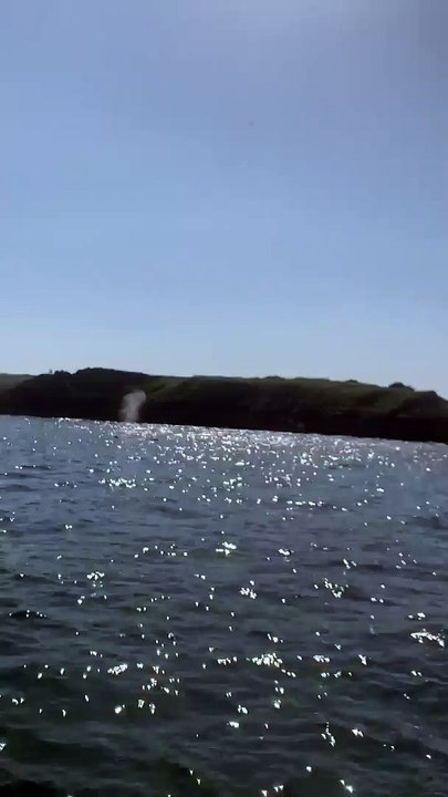 Humpback Whale spotted near Caldey Island