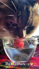 뷰티퀸!  기분 좋은 고양이와 냥이들과 함께하는 귀여운 영상!